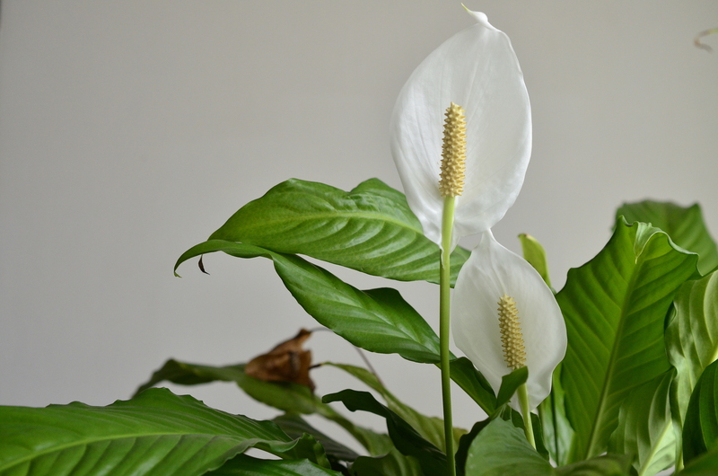 Transform Your Backyard Retreat by Selecting the Perfect Tall-Potted Plants for Privacy