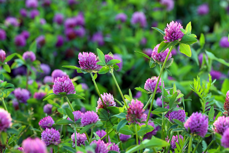Transform Your Backyard Retreat by Selecting the Perfect Tall-Potted Plants for Privacy